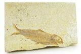 Detailed Fossil Fish (Knightia) - Wyoming #363782-1